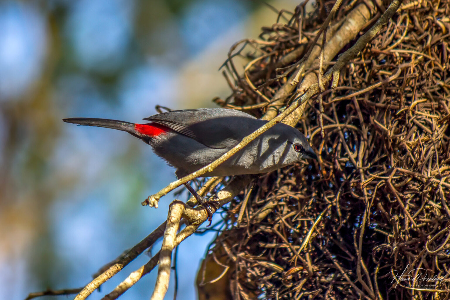 Black-tailed Waxbill (Glaucestrilda perreini) @ Tembe Elephant Park, South Africa. Photo: Håvard Rosenlund