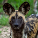 African Wild Dog (Lycaon pictus) @ Tembe Elephant Park, South Africa. Photo: Håvard Rosenlund
