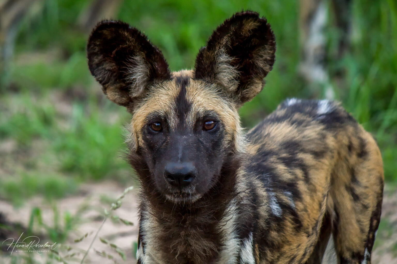 African Wild Dog (Lycaon pictus) @ Tembe Elephant Park, South Africa. Photo: Håvard Rosenlund