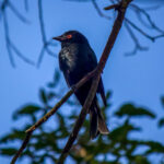 Square-tailed Drongo (Dicrurus ludwigii) @ Tembe Elephant Park, South Africa. Photo: Håvard Rosenlund