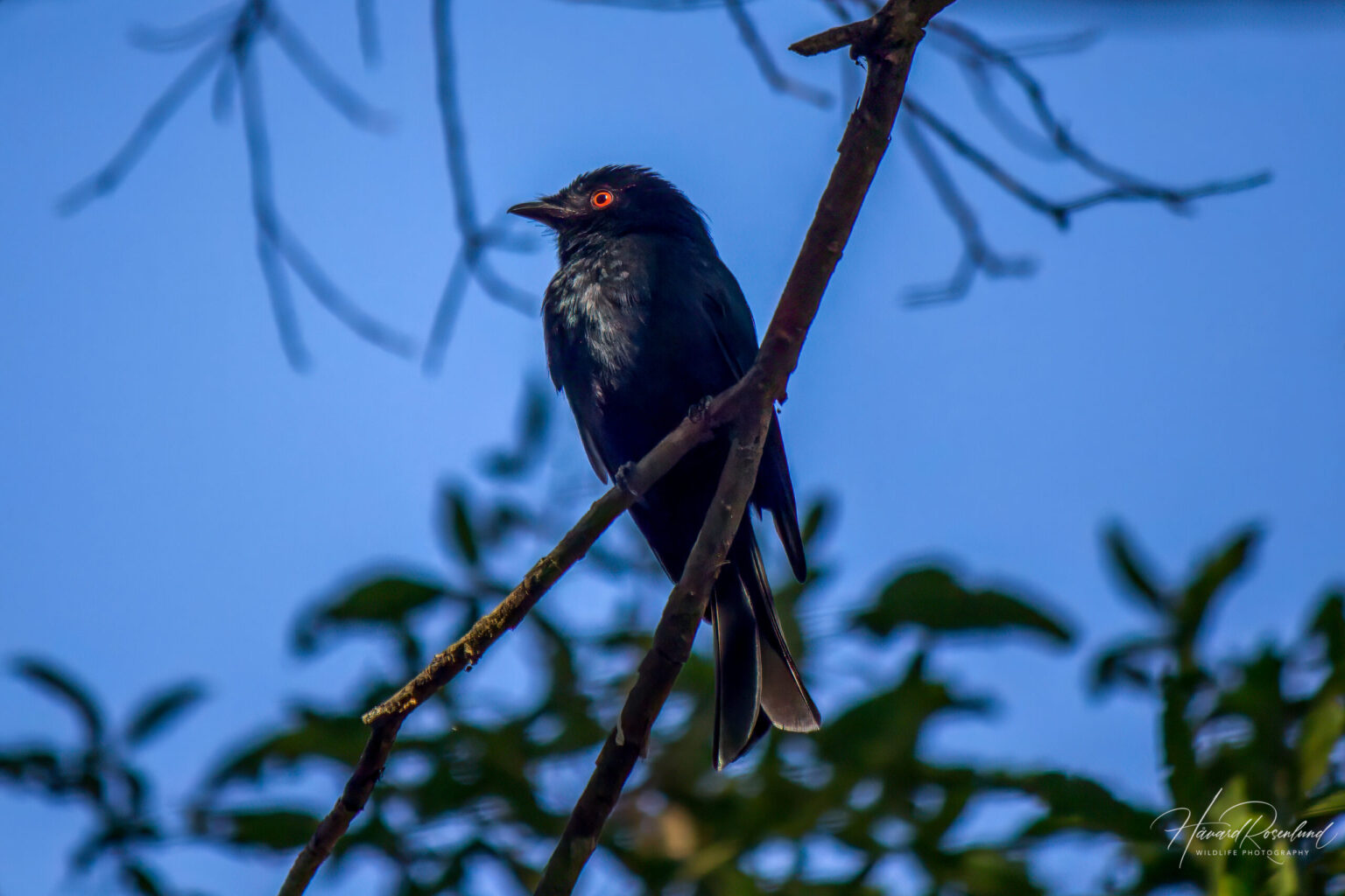 Square-tailed Drongo (Dicrurus ludwigii) @ Tembe Elephant Park, South Africa. Photo: Håvard Rosenlund