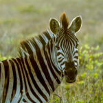 Plains Zebra (Equus quagga) @ Tembe Elephant Park, South Africa. Photo: Håvard Rosenlund