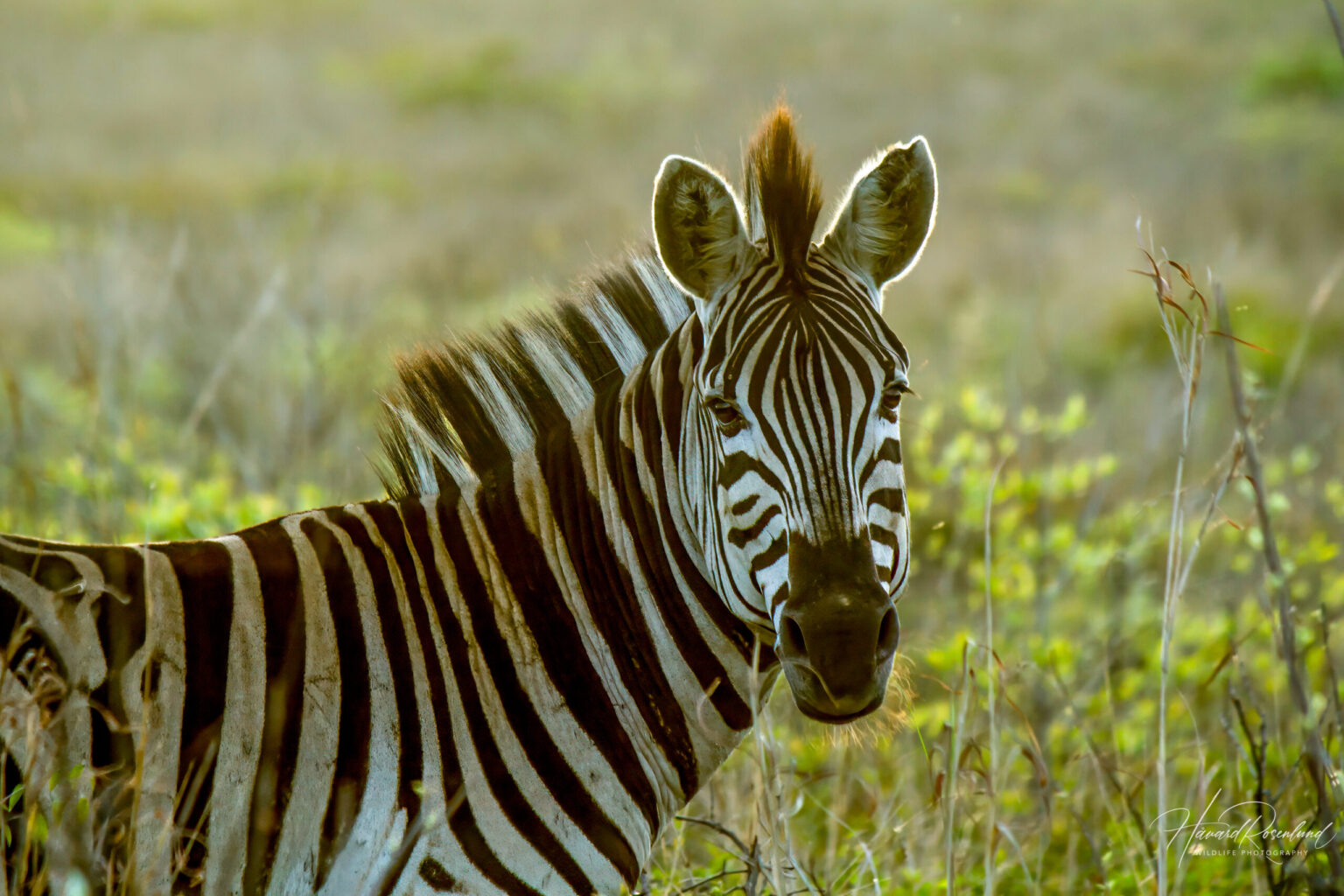 Plains Zebra (Equus quagga) @ Tembe Elephant Park, South Africa. Photo: Håvard Rosenlund
