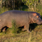 Hippopotamus (Hippopotamus amphibius) @ St Lucia Estuary, South Africa. Photo: Håvard Rosenlund