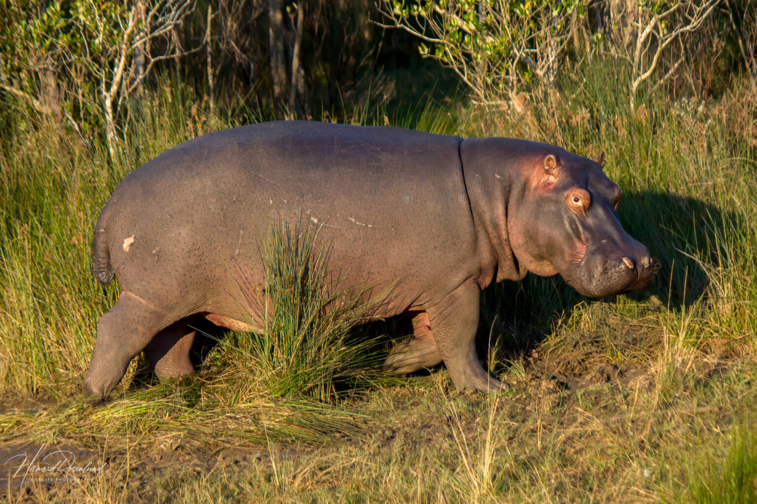 Hippopotamus (Hippopotamus amphibius) @ St Lucia Estuary, South Africa. Photo: Håvard Rosenlund