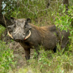 Common Warthog (Phacochoerus africanus) @ Tembe Elephant Park, South Africa. Photo: Håvard Rosenlund