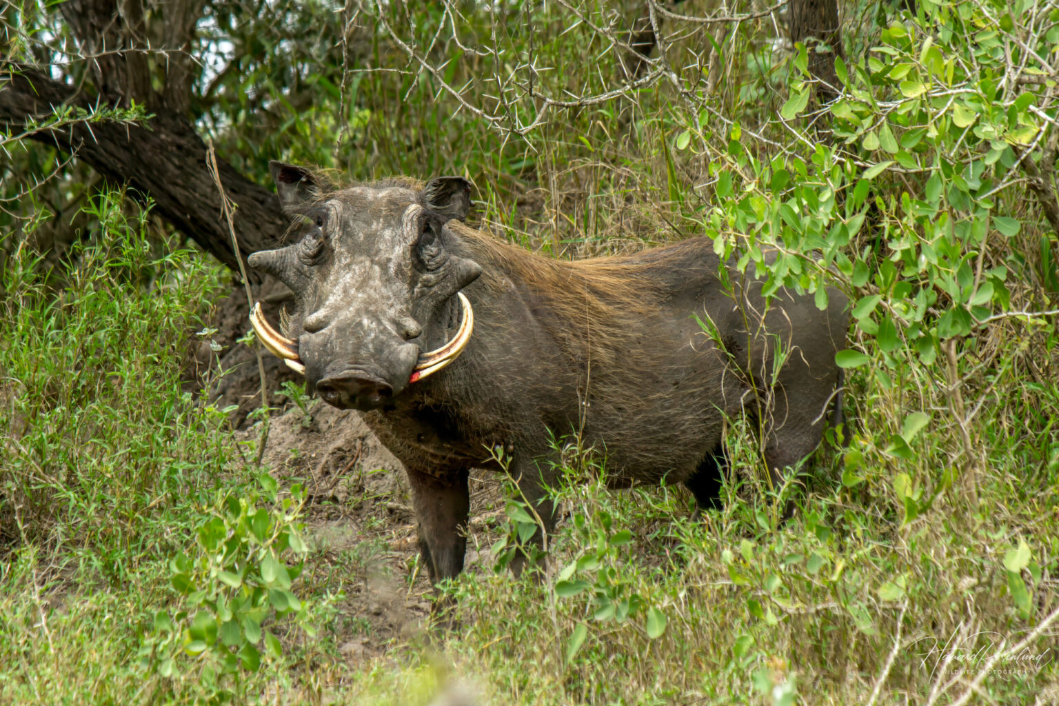 Common Warthog (Phacochoerus africanus) @ Tembe Elephant Park, South Africa. Photo: Håvard Rosenlund