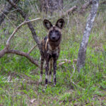 African Wild Dog (Lycaon pictus) @ Tembe Elephant Park, South Africa. Photo: Håvard Rosenlund