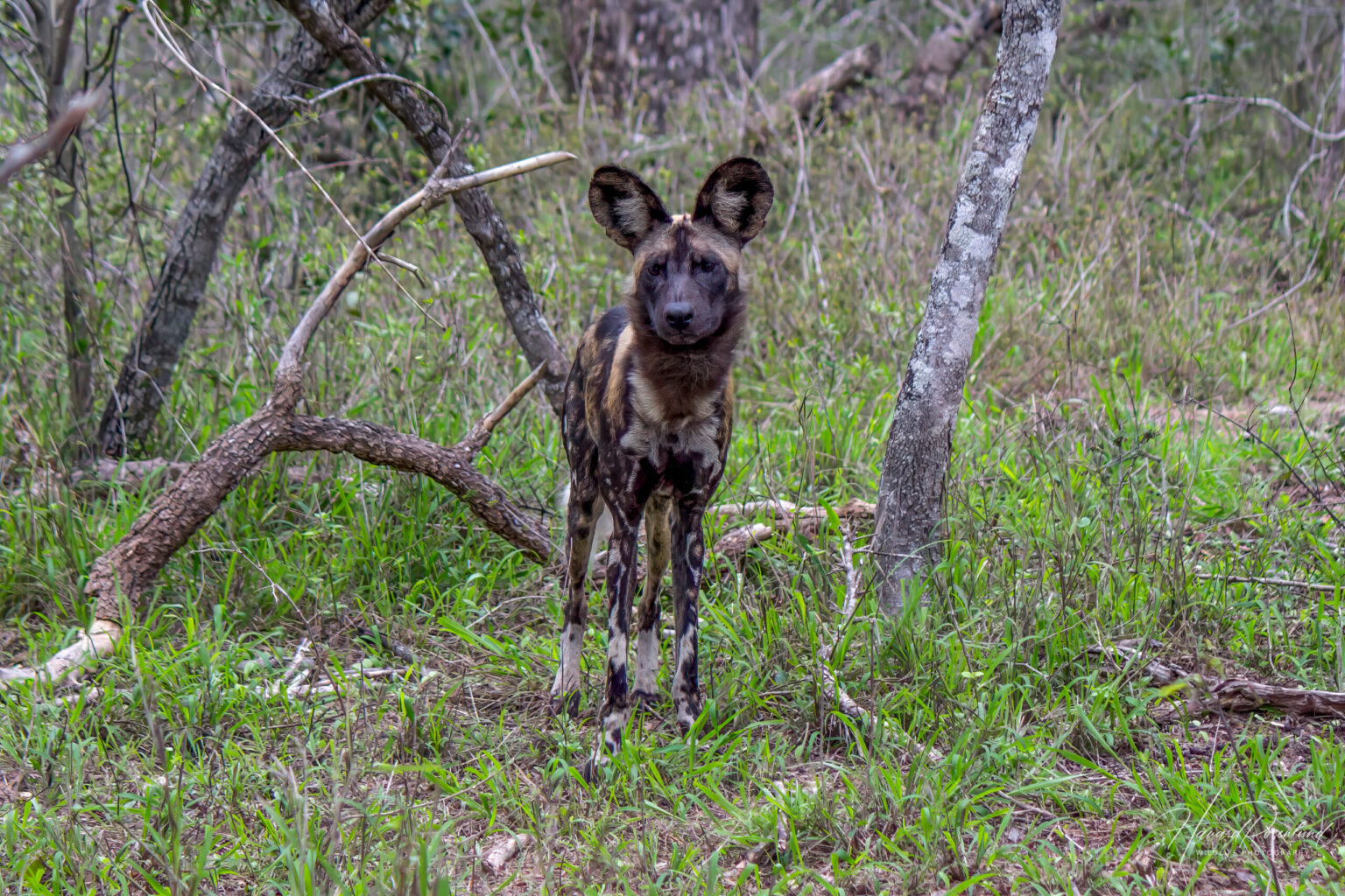 African Wild Dog (Lycaon pictus) @ Tembe Elephant Park, South Africa. Photo: Håvard Rosenlund