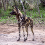 African Wild Dog (Lycaon pictus) @ Tembe Elephant Park, South Africa. Photo: Håvard Rosenlund