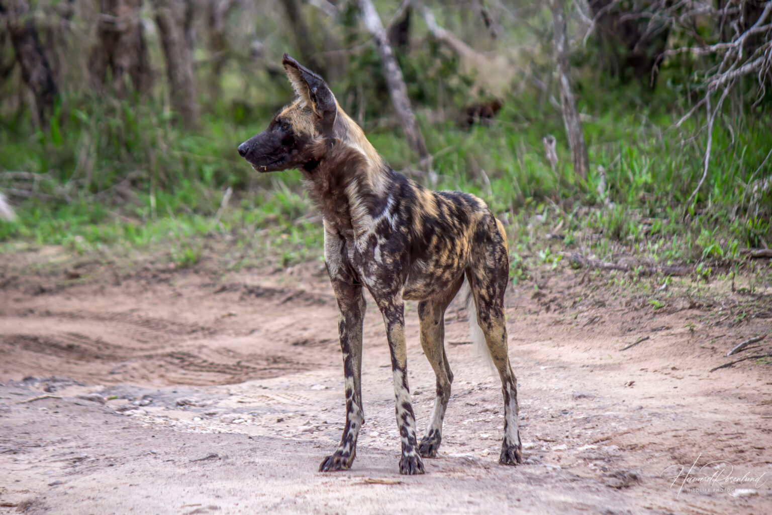 African Wild Dog (Lycaon pictus) @ Tembe Elephant Park, South Africa. Photo: Håvard Rosenlund