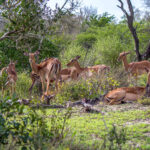 Impala (Aepyceros melampus) @ Tembe Elephant Park, Sør-Afrika. Foto: Håvard Rosenlund