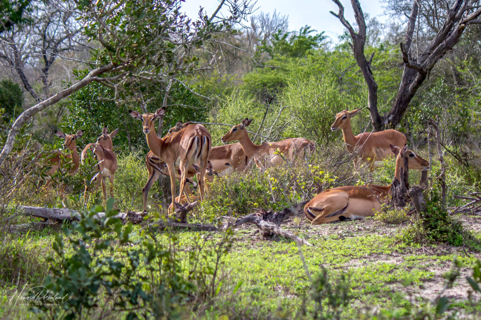 Impala (Aepyceros melampus) @ Tembe Elephant Park, Sør-Afrika. Foto: Håvard Rosenlund