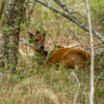 Natal Red Duiker (Cephalophorus natalensis) @ Tembe Elephant Park, South Africa. Photo: Håvard Rosenlund
