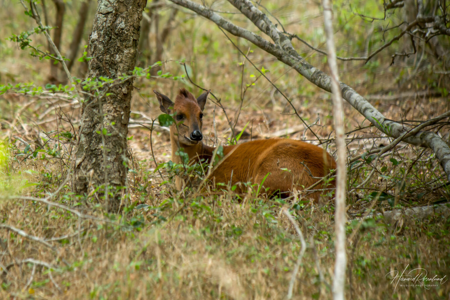 Natal Red Duiker (Cephalophorus natalensis) @ Tembe Elephant Park, South Africa. Photo: Håvard Rosenlund