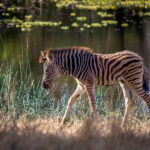 Plains Zebra (Equus quagga) @ Tembe Elephant Park, South Africa. Photo: Håvard Rosenlund