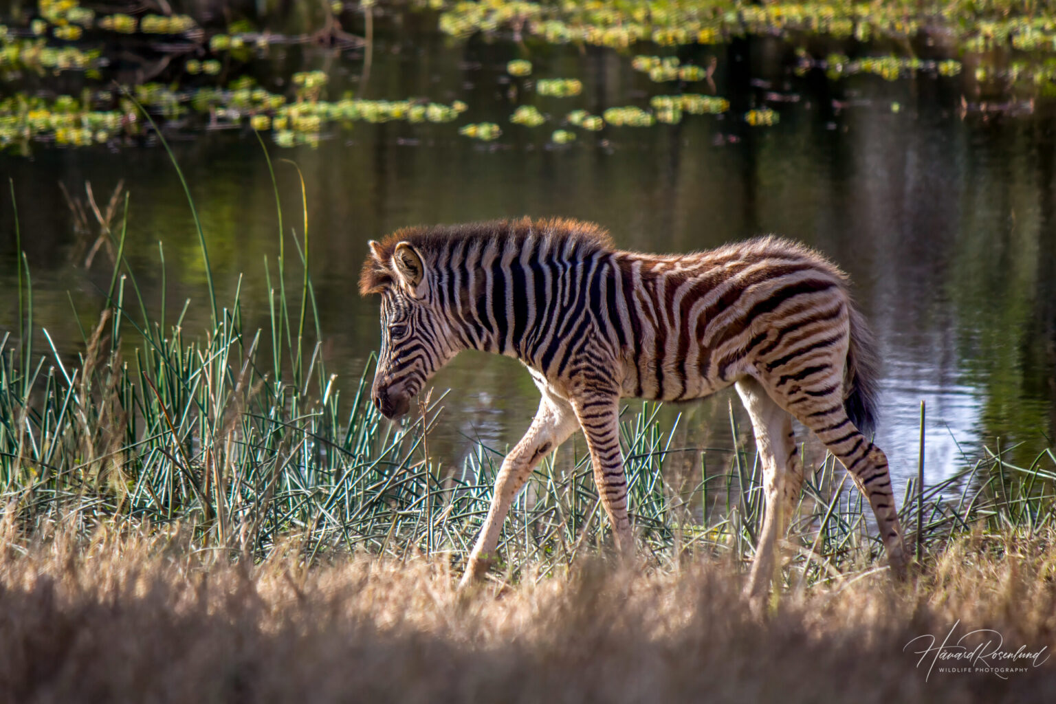 Plains Zebra (Equus quagga) @ Tembe Elephant Park, South Africa. Photo: Håvard Rosenlund