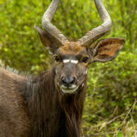 Nyala (Tragelaphus angasii) - Male @ Tembe Elephant Park, South Africa. Photo: Håvard Rosenlund