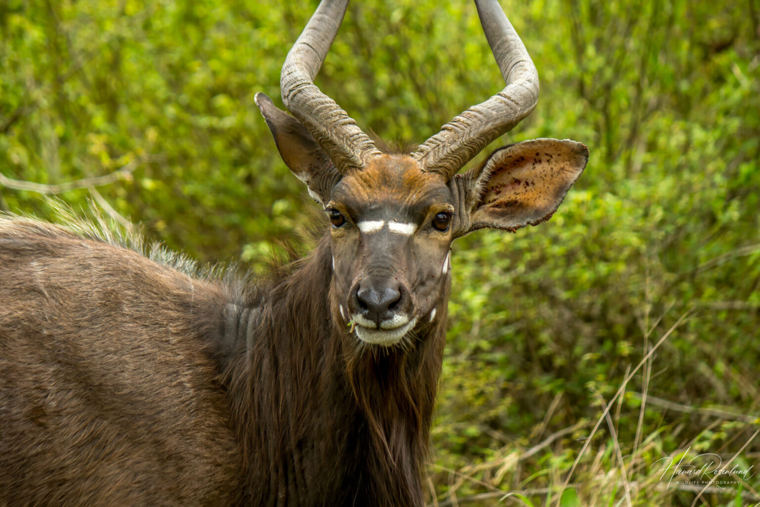 Nyala (Tragelaphus angasii) - Male @ Tembe Elephant Park, South Africa. Photo: Håvard Rosenlund