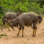 Nyala (Tragelaphus angasii) - Males @ Tembe Elephant Park, South Africa. Photo: Håvard Rosenlund