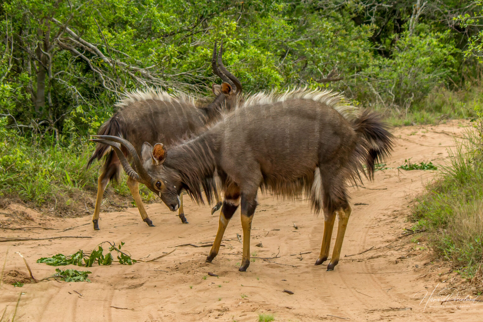 Nyala (Tragelaphus angasii) - Males @ Tembe Elephant Park, South Africa. Photo: Håvard Rosenlund