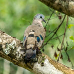 Emerald-spotted Wood-dove (Turtur chalcospilos) @ Tembe Elephant Park, South Africa. Photo: Håvard Rosenlund