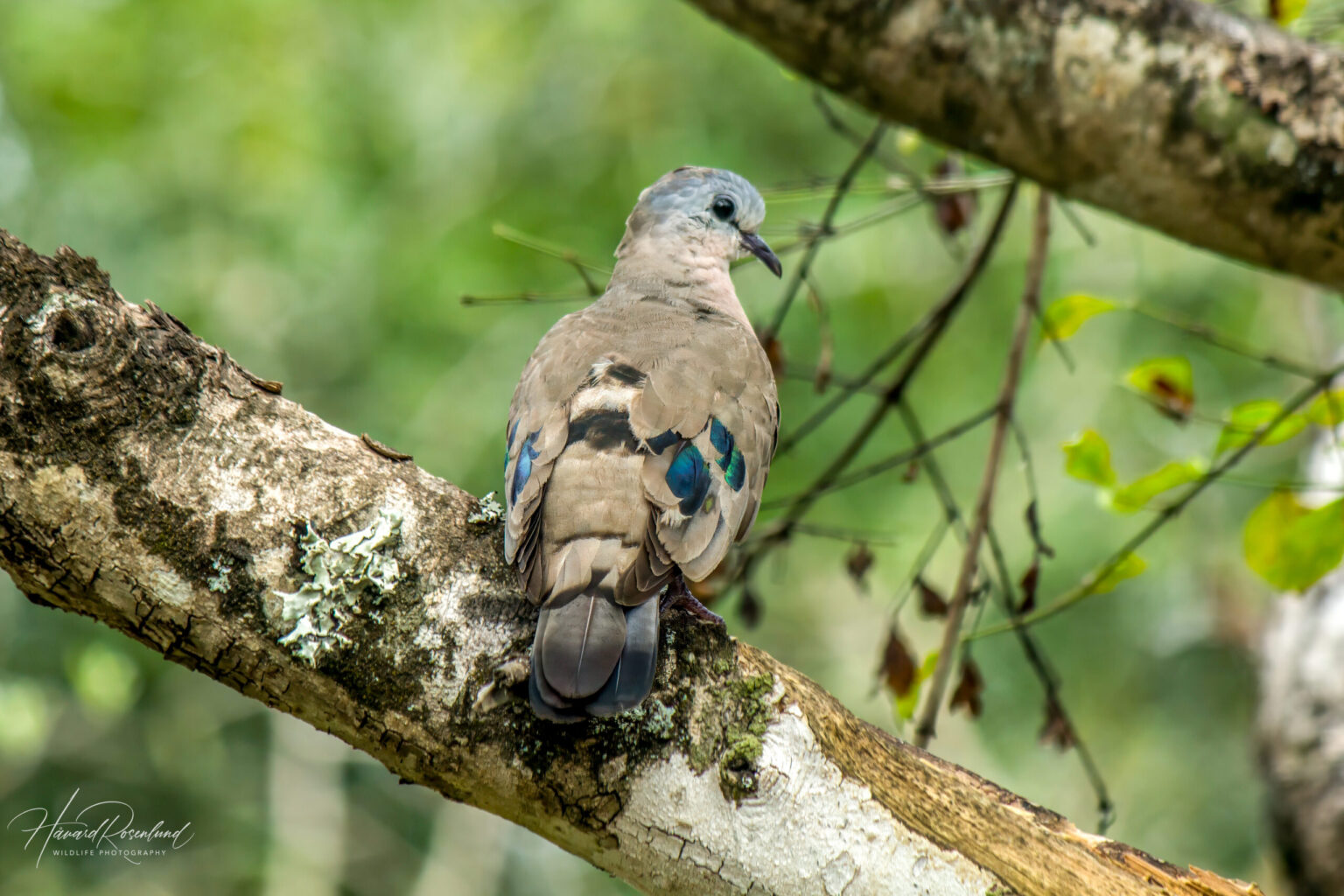 Emerald-spotted Wood-dove (Turtur chalcospilos) @ Tembe Elephant Park, South Africa. Photo: Håvard Rosenlund