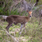Common Duiker (Sylvicapra grimmia) @ Tembe Elephant Park, South Africa. Photo: Håvard Rosenlund