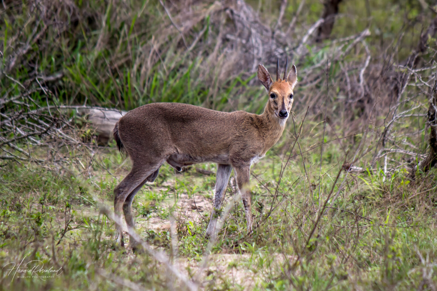Common Duiker (Sylvicapra grimmia) @ Tembe Elephant Park, South Africa. Photo: Håvard Rosenlund
