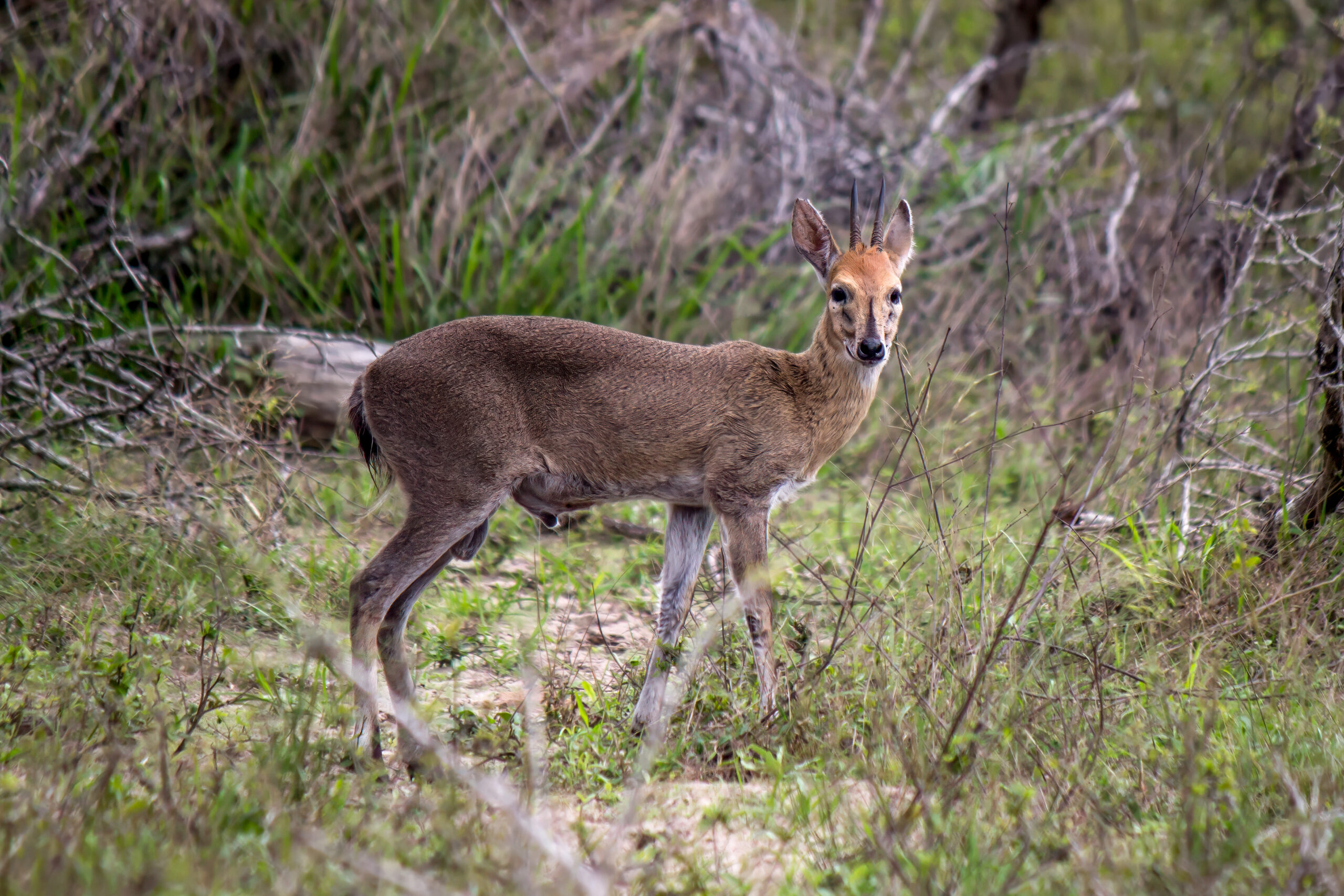 Gråduiker (Sylvicapra grimmia) @ Tembe Elephant Park, Sør-Afrika. Foto: Håvard Rosenlund