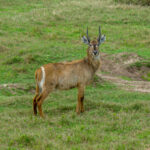 Common Waterbuck (Kobus ellipsiprymnus) @ Tembe Elephant Park, South Africa. Photo: Håvard Rosenlund