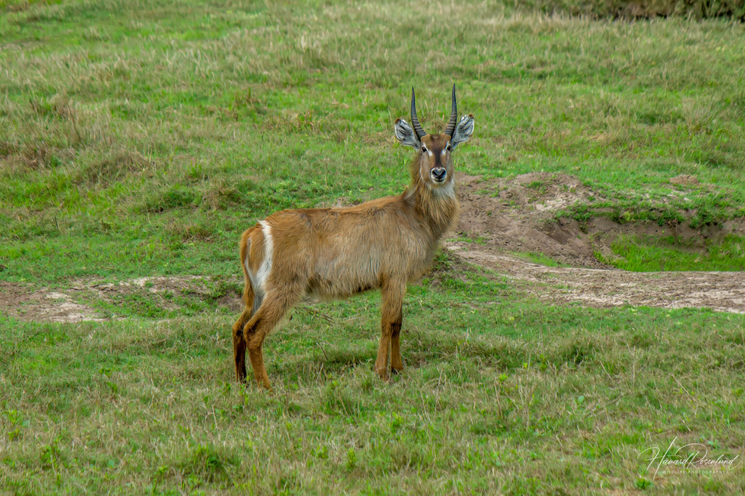 Common Waterbuck (Kobus ellipsiprymnus) @ Tembe Elephant Park, South Africa. Photo: Håvard Rosenlund