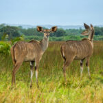Stor Kudu (Tragelaphus strepsiceros) @ Western Shores - iSimangaliso Wetland Park, Sør-Afrika. Foto: Håvard Rosenlund