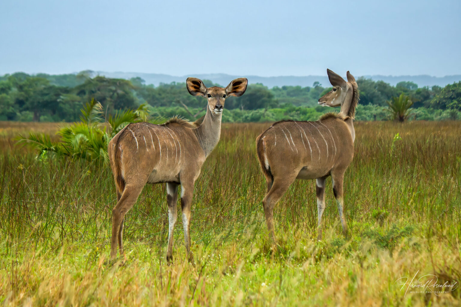 Stor Kudu (Tragelaphus strepsiceros) @ Western Shores - iSimangaliso Wetland Park, Sør-Afrika. Foto: Håvard Rosenlund