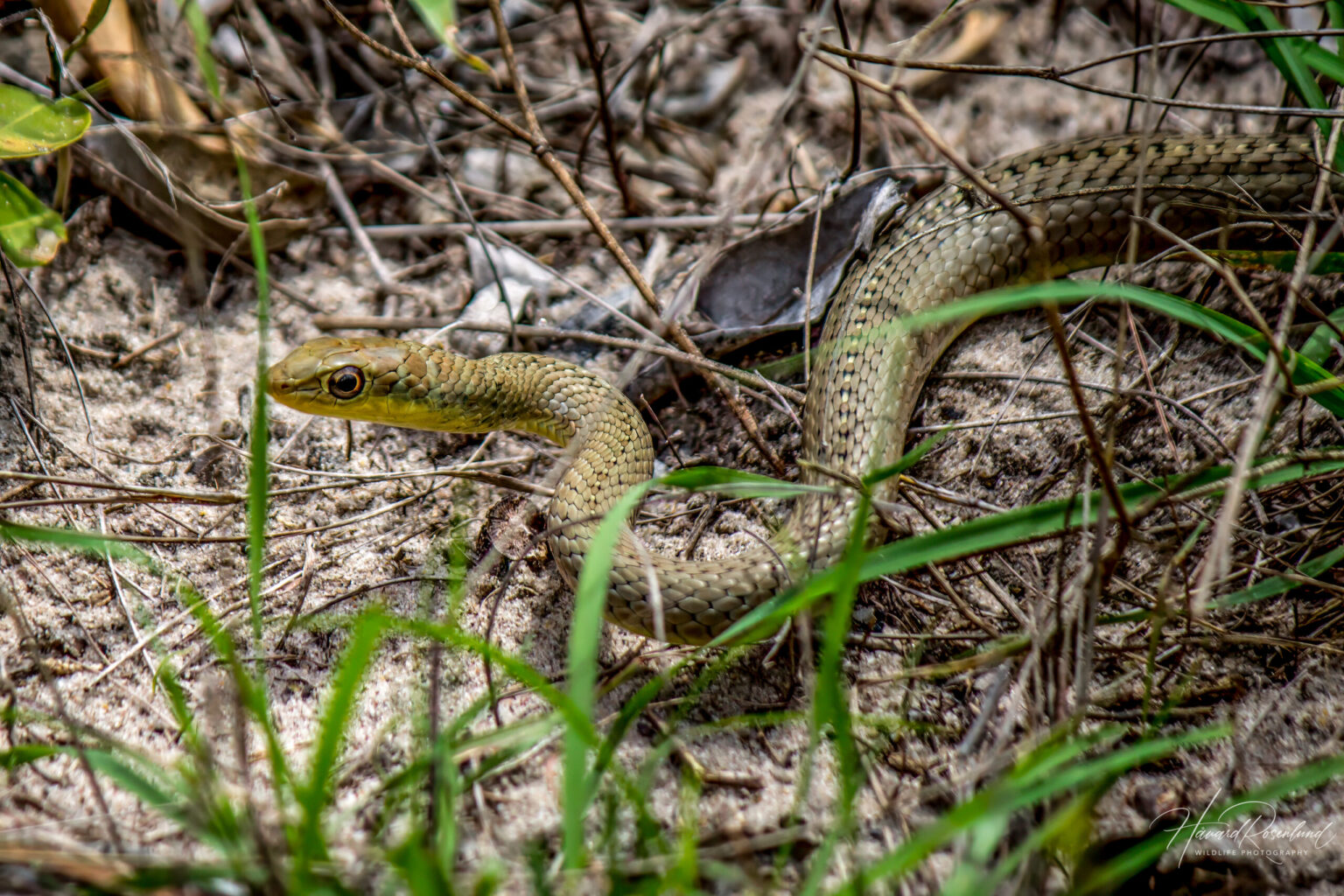 Short-snouted Grass Snake (Psammophis brevirostris) @ Tembe Elephant Park, South Africa. Photo: Håvard Rosenlund