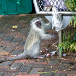 Vervet Monkey (Chlorocebus pygerythrus) @ St Lucia Estuary, South Africa. Photo: Håvard Rosenlund