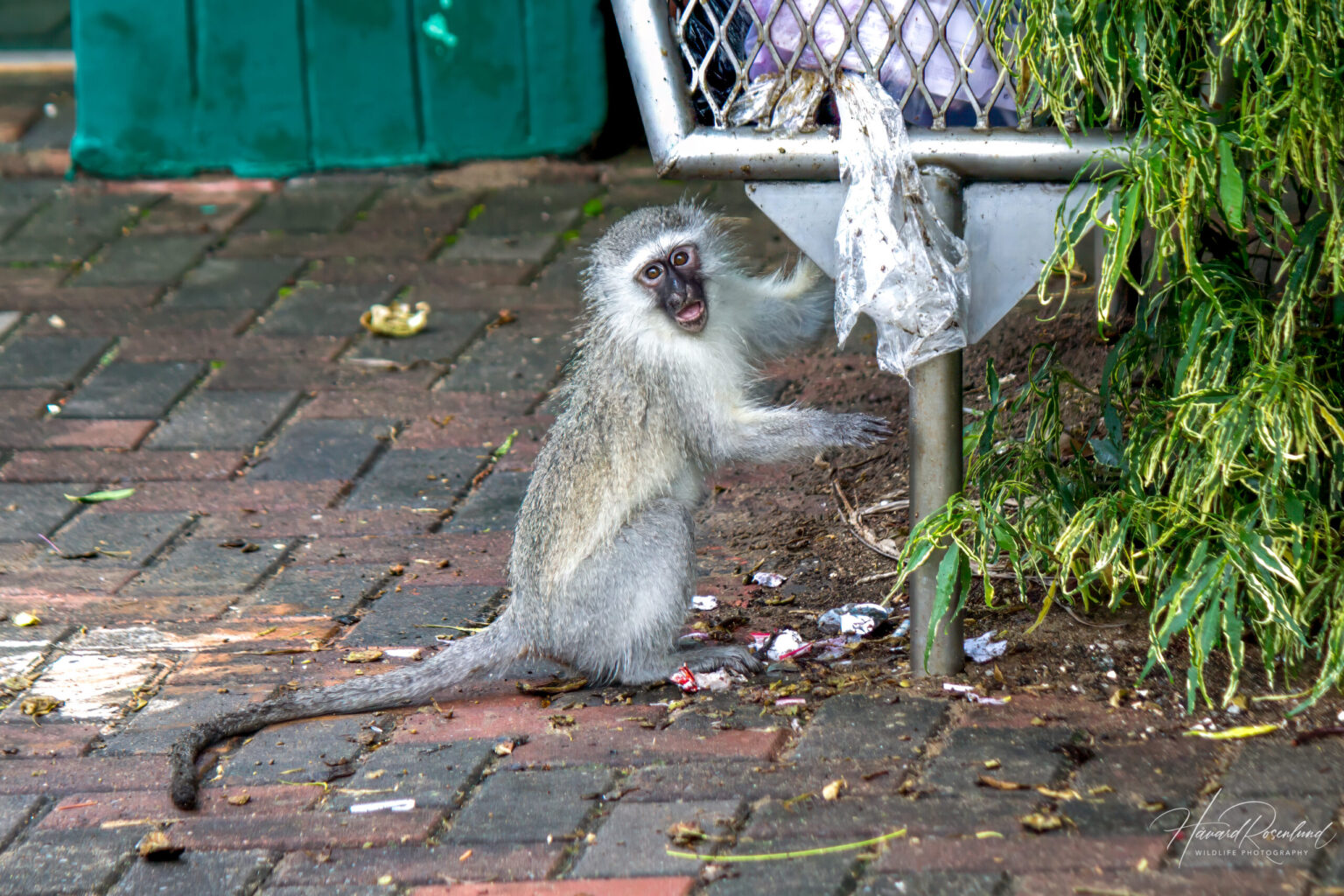 Vervet Monkey (Chlorocebus pygerythrus) @ St Lucia Estuary, South Africa. Photo: Håvard Rosenlund