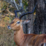 Impala (Aepyceros melampus) @ Tembe Elephant Park, Sør-Afrika. Foto: Håvard Rosenlund