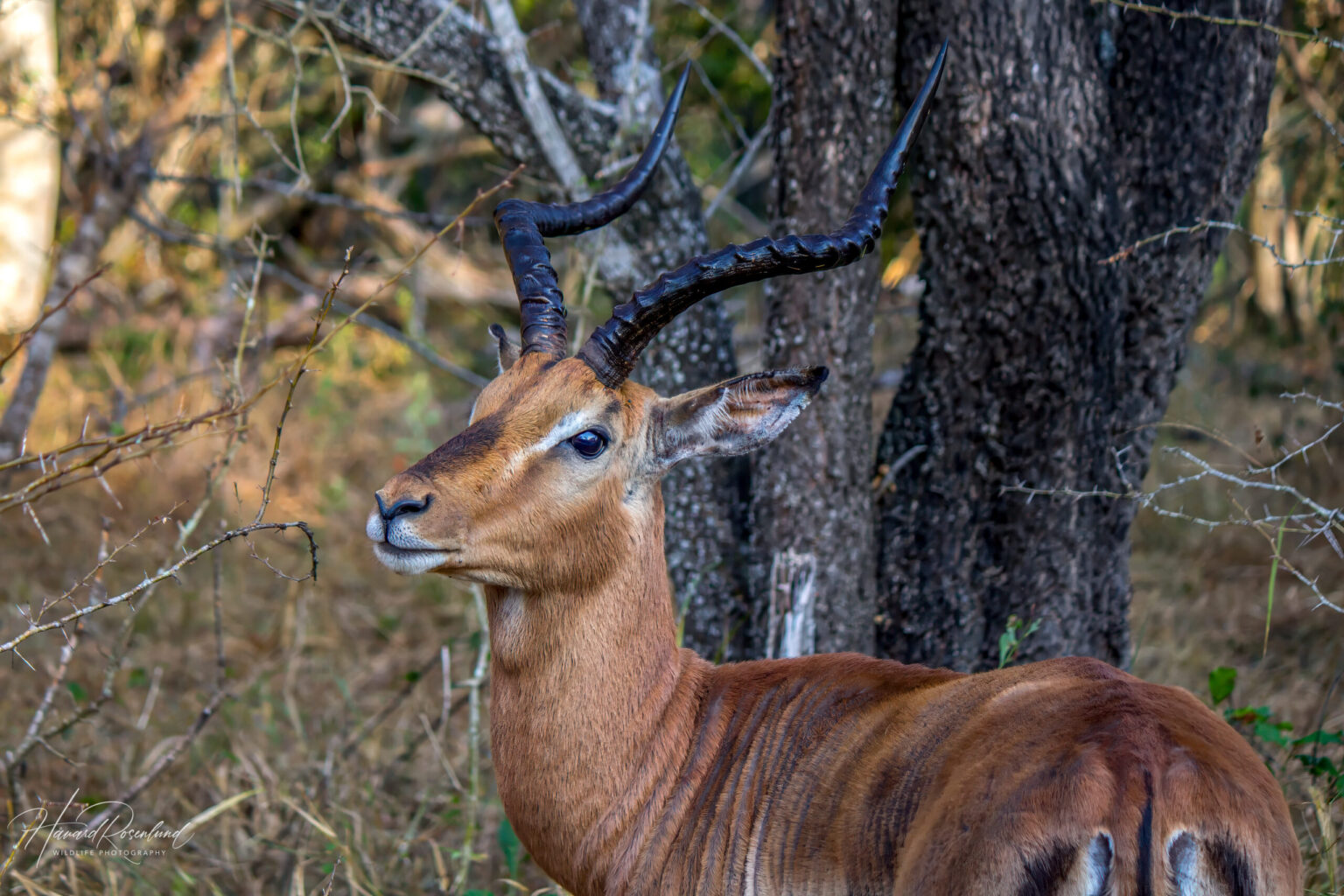 Impala (Aepyceros melampus) @ Tembe Elephant Park, Sør-Afrika. Foto: Håvard Rosenlund