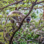 Vervet Monkey (Chlorocebus pygerythrus) @ Thanda Private Game Reserve, South Africa. Photo: Håvard Rosenlund