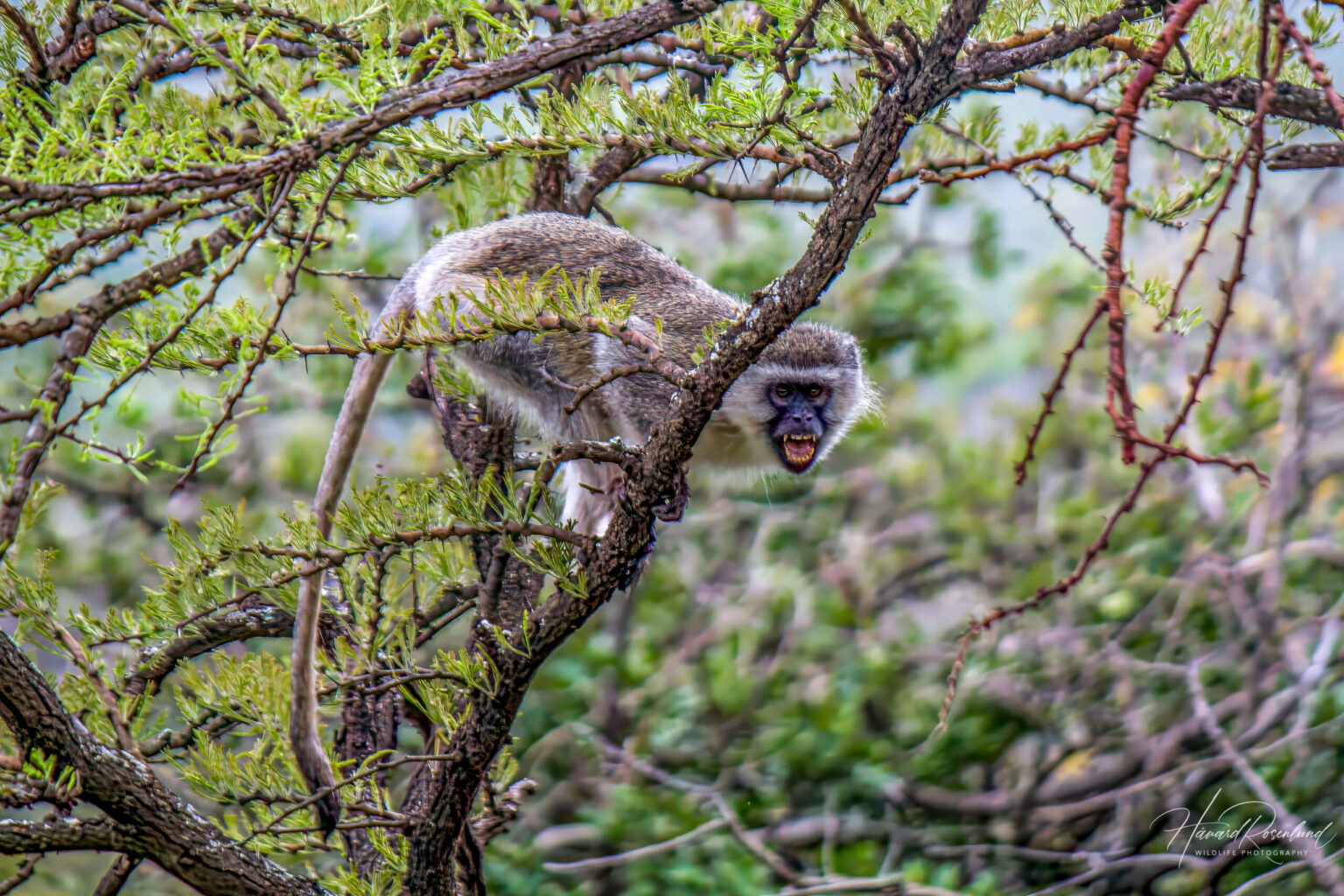 Vervet Monkey (Chlorocebus pygerythrus) @ Thanda Private Game Reserve, South Africa. Photo: Håvard Rosenlund