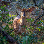 Nyala (Tragelaphus angasii) - Female @ Tembe Elephant Park, South Africa. Photo: Håvard Rosenlund