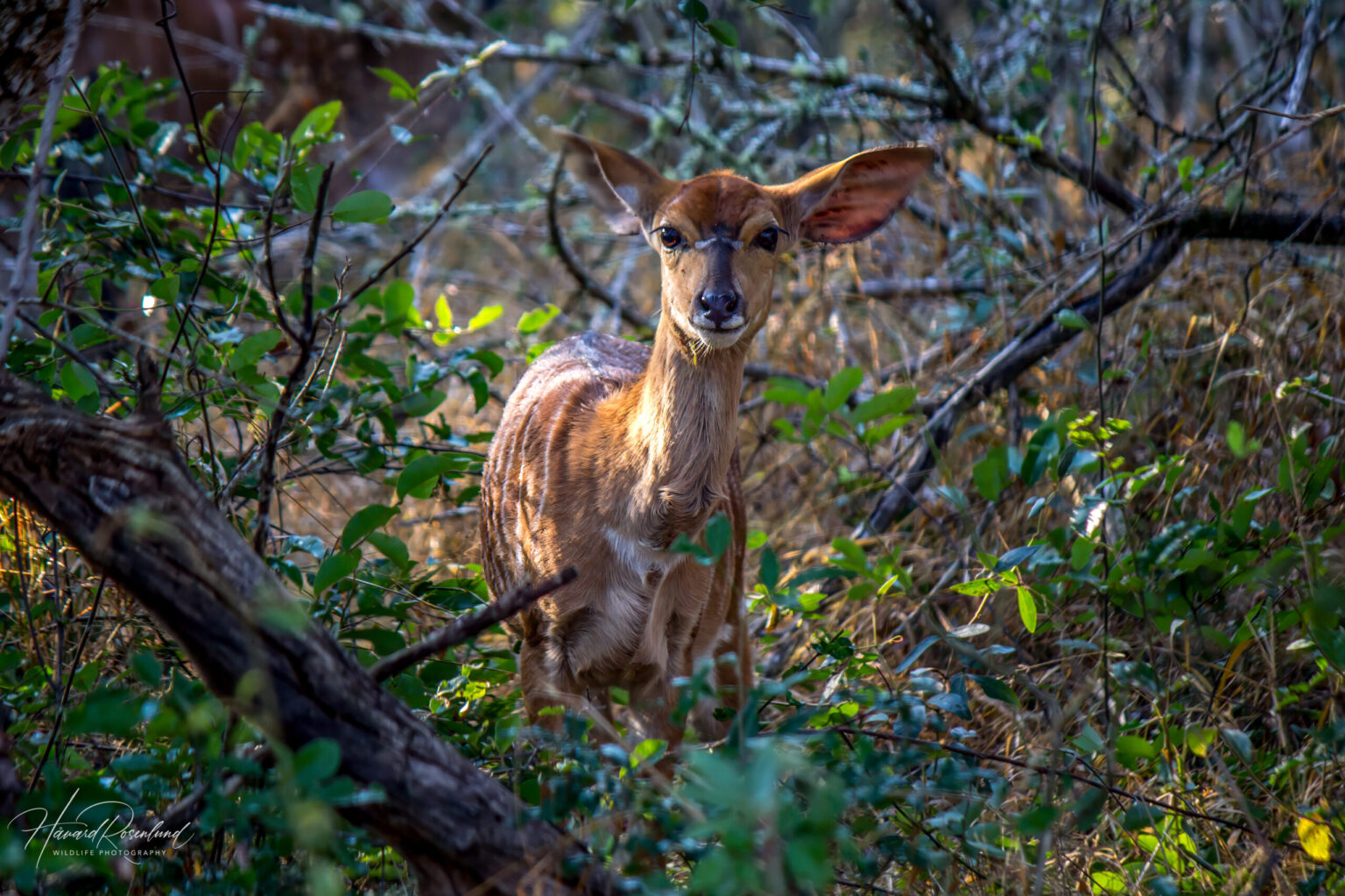 Nyala (Tragelaphus angasii) - Female @ Tembe Elephant Park, South Africa. Photo: Håvard Rosenlund