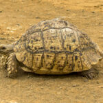 Leopard Tortoise (Stigmochelys pardalis) @ Phinda Private Game Reserve, South Africa. Photo: Håvard Rosenlund
