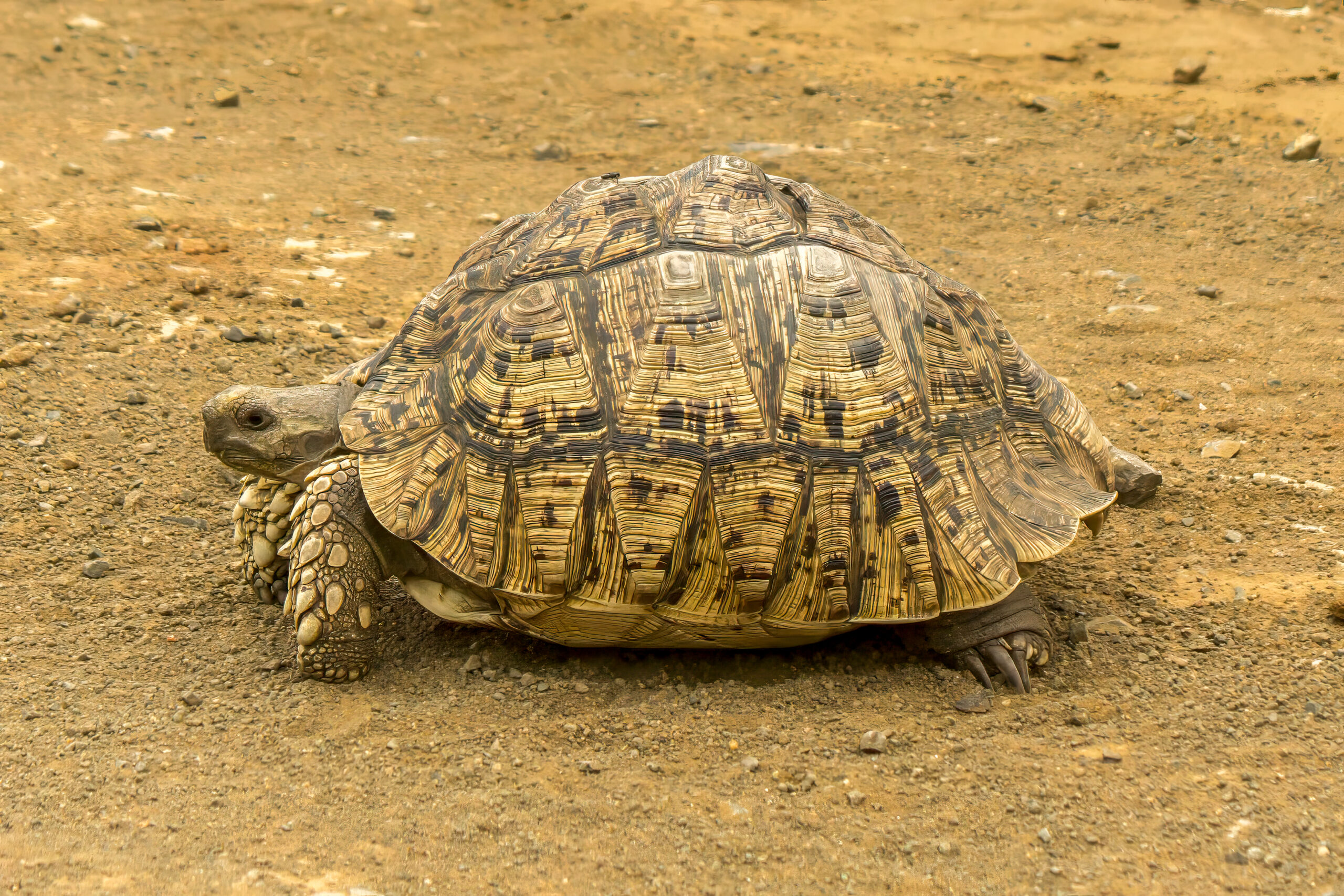 Leopardskilpadde (Stigmochelys pardalis) @ Phinda Private Game Reserve, Sør-Afrika. Foto: Håvard Rosenlund