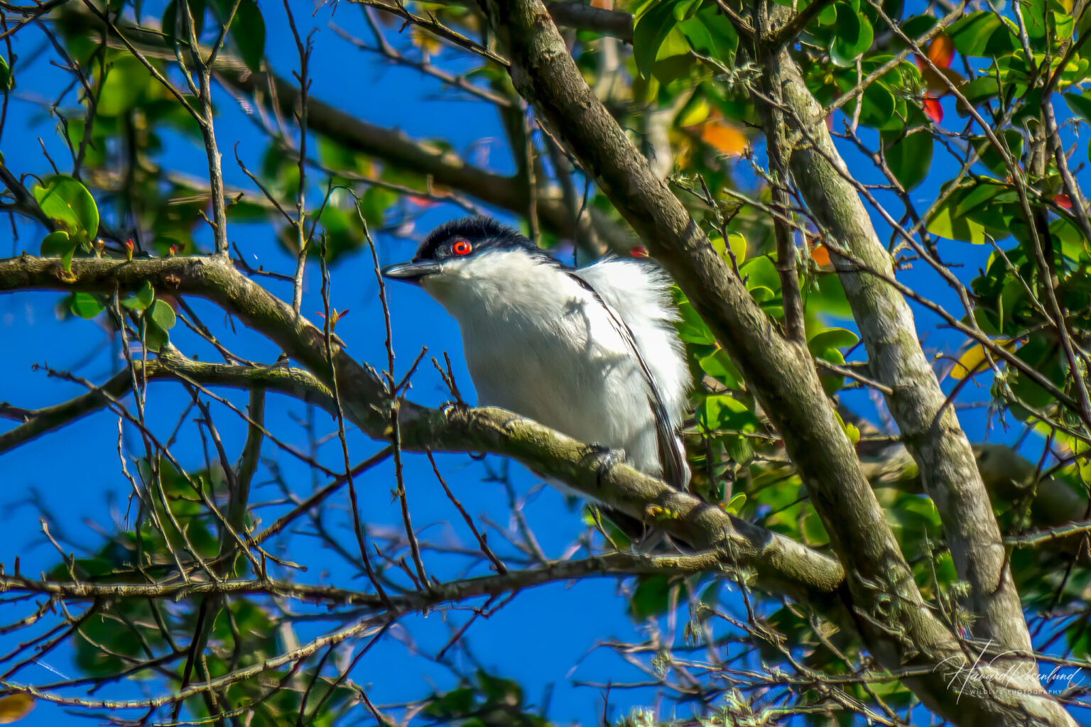 Black-backed Puffback (Dryoscopus cubla) @ Eastern Shores – iSimangaliso Wetland Park, South Africa. Photo: Håvard Rosenlund