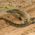 Nile Monitor (Varanus niloticus) @ Phinda Private Game Reserve, South Africa. Photo: Håvard Rosenlund