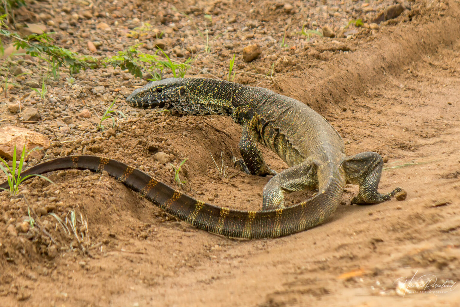 Nile Monitor (Varanus niloticus) @ Phinda Private Game Reserve, South Africa. Photo: Håvard Rosenlund