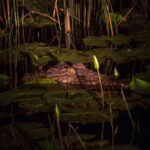 Nile Crocodile (Crocodylus niloticus) @ Eastern Shores - iSimangaliso Wetland Park, South Africa. Photo: Håvard Rosenlund