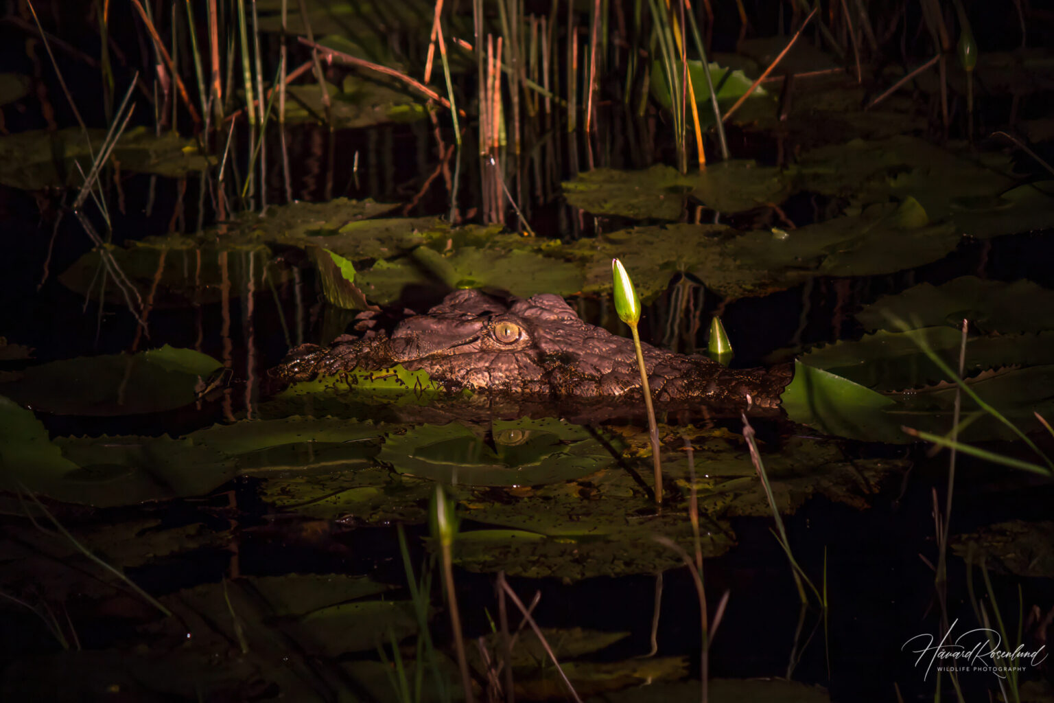 Nile Crocodile (Crocodylus niloticus) @ Eastern Shores - iSimangaliso Wetland Park, South Africa. Photo: Håvard Rosenlund